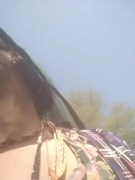 hornycouple20000 online show from 5, 2, 2026