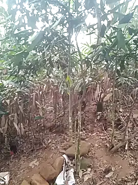 him220 online show from 21, 4, 2026