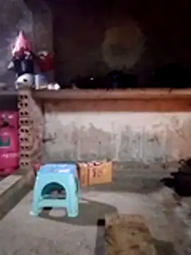 cdyyds-69 online show from 15, 1, 2026