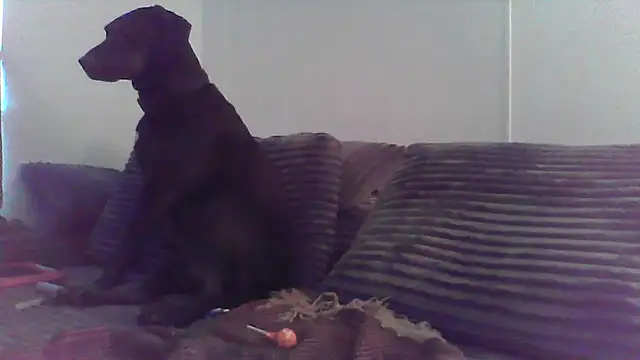 HungandHynotic online show from 3, 3, 2026