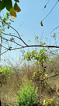 Krishna-10 online show from 22, 4, 2026