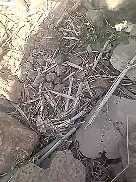 Cute Boy 4 online show from 18, 2, 2026