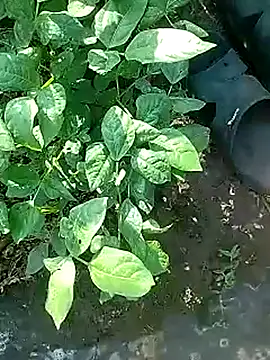 Cute Boy 4 online show from 28, 4, 2026