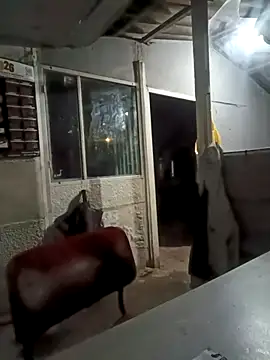 ISABELLA-24  online show from 11, 3, 2026