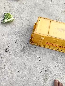 Snapshot of rubitrides11 chatting on 7, 2, 2026 rubitrides11 online show from 7, 2, 2026