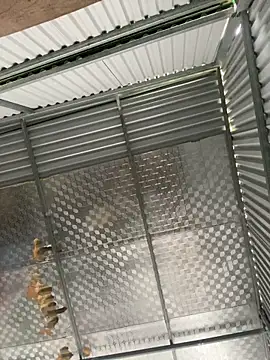 Snapshot of tuncube chatting on 9, 3, 2026 tuncube online show from 9, 3, 2026