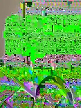 pussyeater - online show from 7, 8, 2026