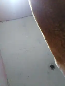 cobrosdepagos online show from 16, 4, 2026