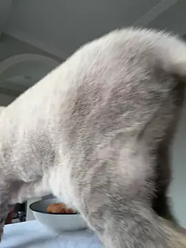 Tatar Vesna online show from 7, 3, 2026