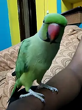 Snapshot of Lawrencedlkk007 chatting on 9, 3, 2025 Lawrencedlkk007 online show from 9, 3, 2025