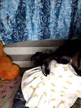 pinki-rani1 online show from 7, 7, 2026