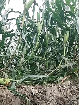 ThethunderPo online show from 28, 4, 2026