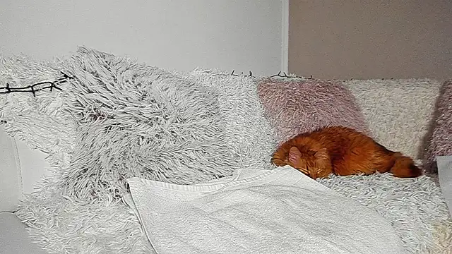 BrianaDiamondXXX online show from 7, 4, 2026