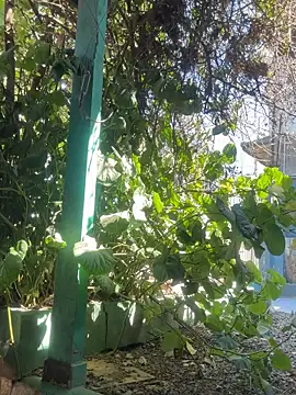 sofy alone online show from 9, 9, 2025