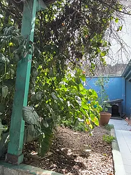 sofy alone online show from 20, 3, 2026