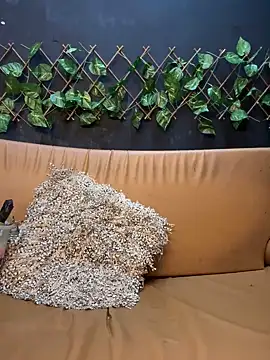 uma patna000 online show from 12, 1, 2025