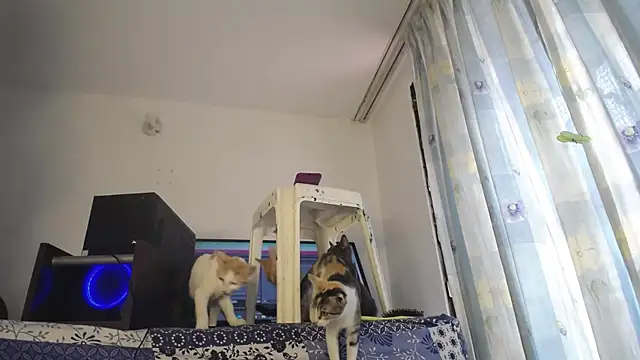 Snapshot of eolicasex chatting on 4, 2, 2025 eolicasex online show from 4, 2, 2025