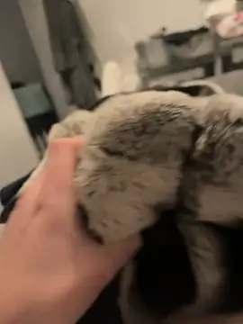 Furdale online show from 16, 12, 2024