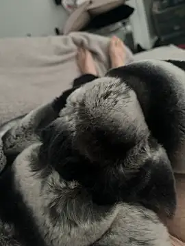 Furdale online show from 24, 12, 2024