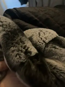 Furdale online show from 2, 1, 2025