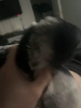 Furdale online show from 14, 1, 2025