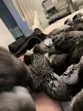 Furdale online show from 26, 2, 2026