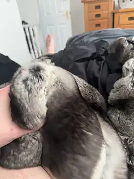 Furdale online show from 25, 4, 2026