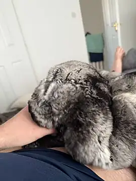 Furdale online show from 27, 4, 2026