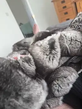 Furdale online show from 29, 4, 2026