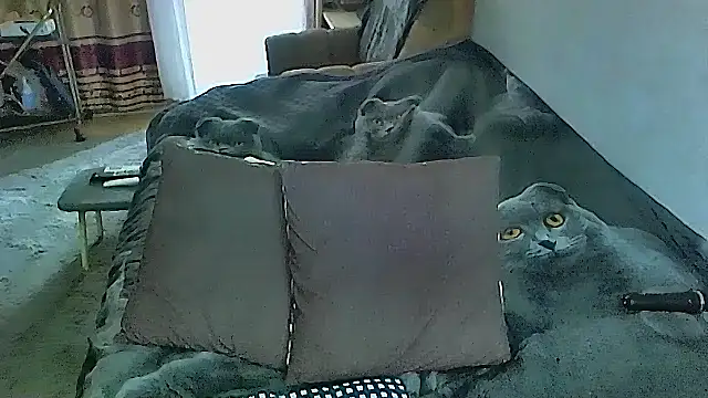 sex2 online show from 16, 10, 2025