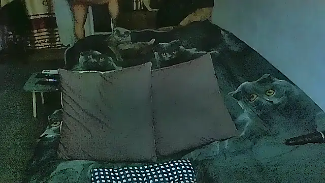 sex2 online show from 28, 2, 2026