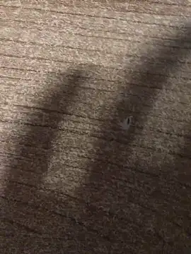 gokhanbey34 online show from 21, 12, 2025