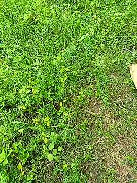 Snapshot of kummuduabbai chatting on 12, 9, 2025 kummuduabbai online show from 12, 9, 2025