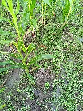 Snapshot of kummuduabbai chatting on 11, 3, 2026 kummuduabbai online show from 11, 3, 2026