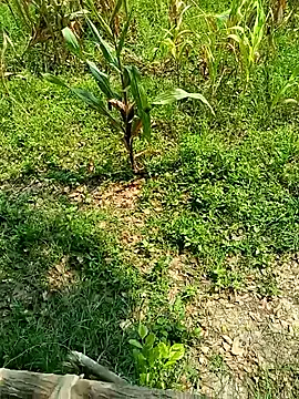 kummuduabbai online show from 26, 4, 2026