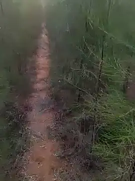 Gopal1243 online show from 1, 3, 2025