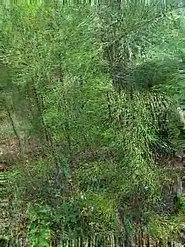 Gopal1243 online show from 21, 10, 2025