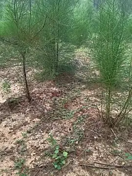 Gopal1243 online show from 24, 11, 2025