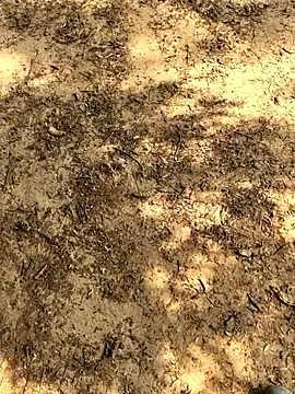 Gopal1243 online show from 26, 11, 2025