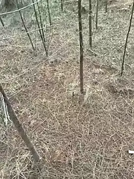 Gopal1243 online show from 9, 4, 2026