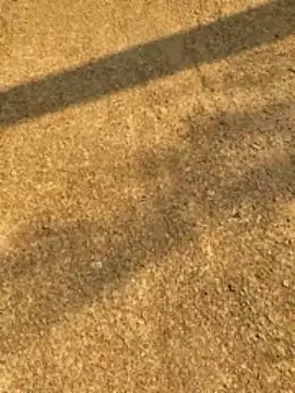 Gopal1243 online show from 12, 4, 2026