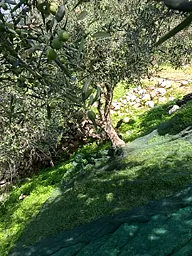 Snapshot of VictoriaMiami chatting on 15, 11, 2025 VictoriaMiami online show from 15, 11, 2025