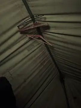 GoldenFlameGoddess online show from 24, 4, 2026