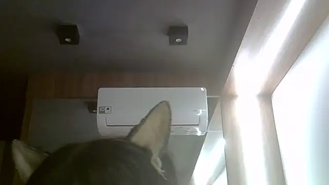 Skinny-Kitten online show from 20, 7, 2026