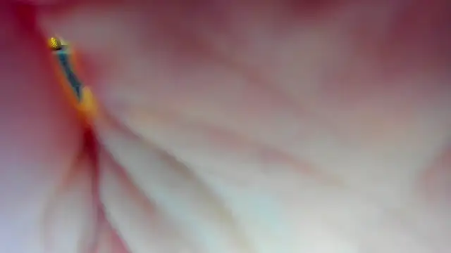 Katrina Minchels online show from 18, 1, 2025